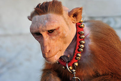Raju
